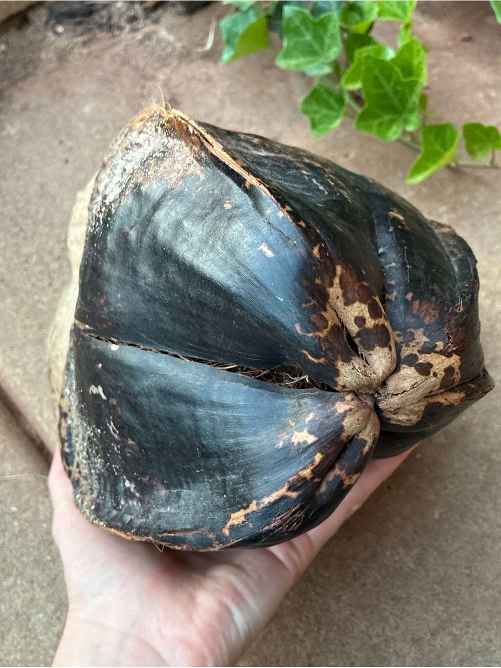 Natural Coconut Shell - Dark Brown/Black Natural Cabinet of Curiosities - Picture 2 of 12